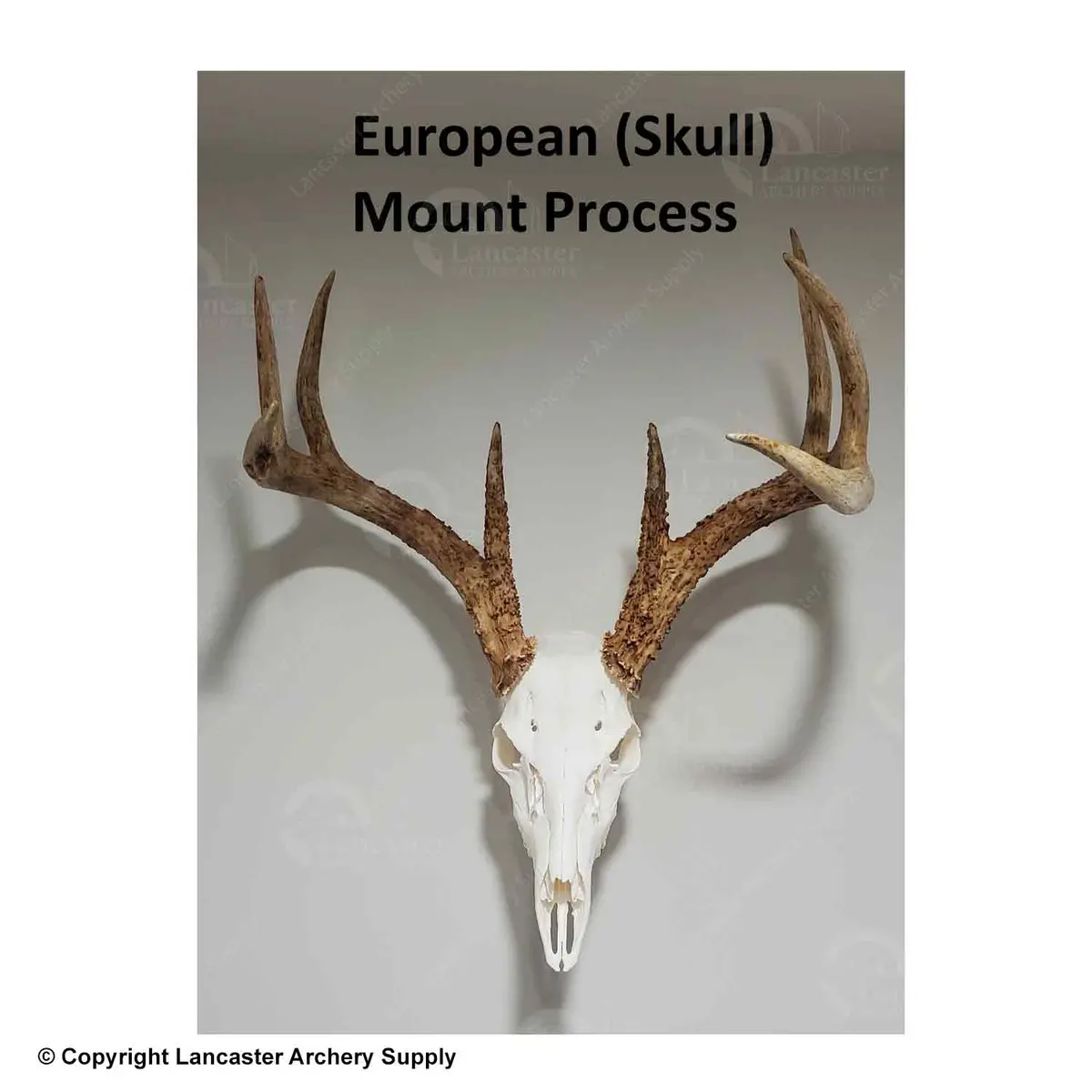 European Skull Mount Process Book By Kyle Hackett 1