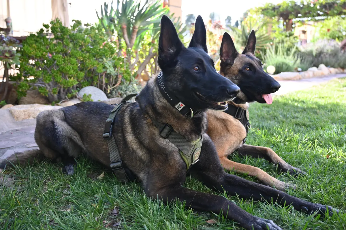 War Dog X Gcf K9 Tracking "Seeker" Harness 1