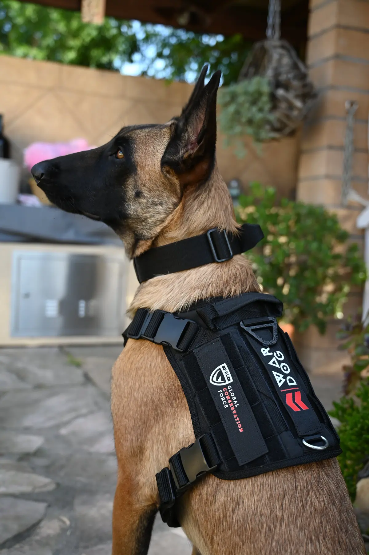 War Dog X Gcf K9 "Ghost Harness" 3