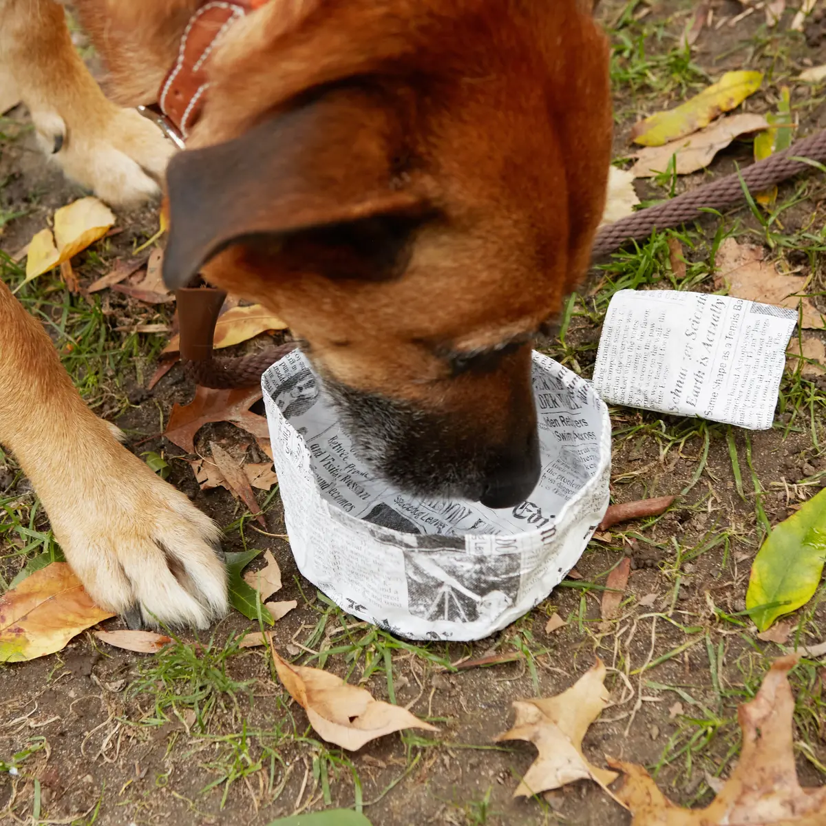 Kobe Fake News Water Bowl 1